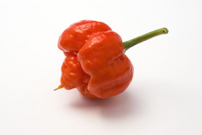 Moruga Scorpion