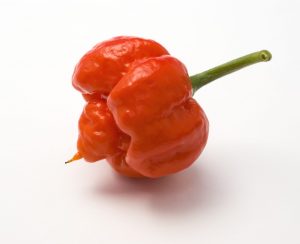 Moruga Scorpion