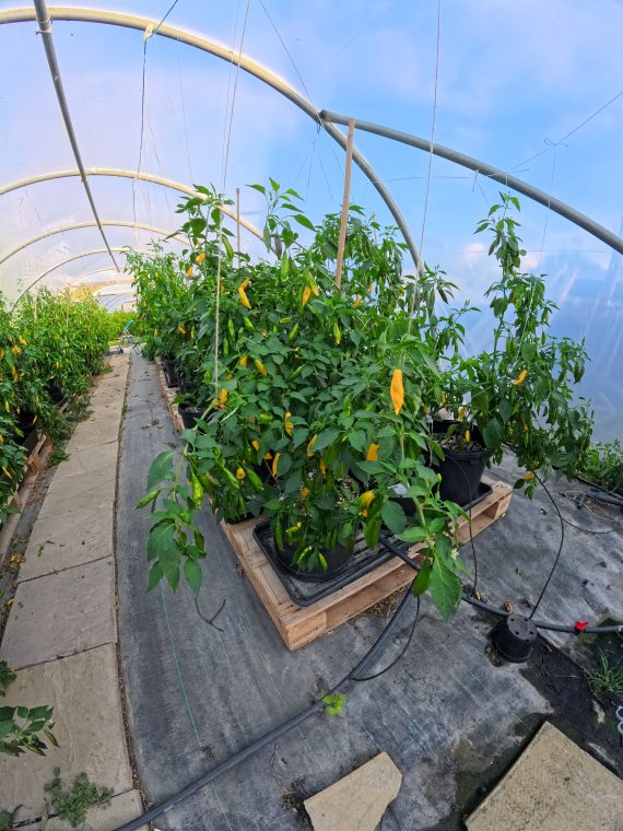 100 Fresh Lemon Drop Chillies