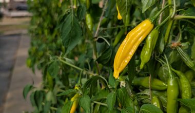 20 Fresh Lemon Drop Chillies