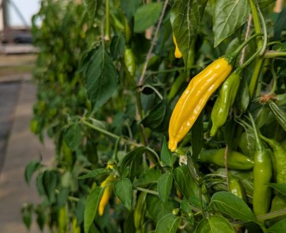 100 Fresh Lemon Drop Chillies