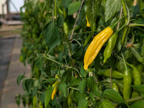 100 Fresh Lemon Drop Chillies