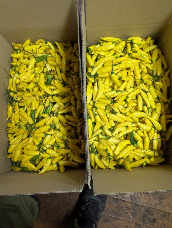 100 Fresh Lemon Drop Chillies