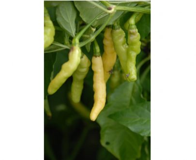 Turtle Claw chilli SEEDS (approximately 15 seeds)