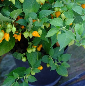 Biquinho Yellow chilli SEEDS (approximately 15 seeds)