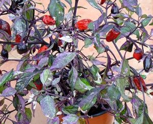 Calico chilli SEEDS (approximately 10 seeds)