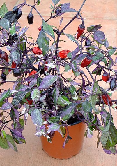 Calico chilli SEEDS (approximately 20 seeds)