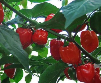 Caribbean Red Habanero chilli seeds (approximately 20 seeds)