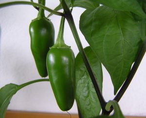 Early Jalapeno chilli SEEDS (approximately 15 seeds)