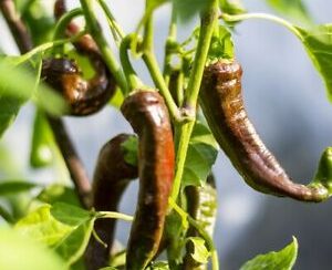 Kashmiri chilli SEEDS (approximately 15 seeds)