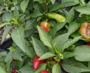 10 Fresh Red Chillies (seasonal selection)