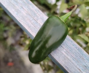 One Kilo Fresh Jalapeno Chillies