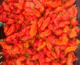 Picture of a full crate of red Bhut Jolokia Ghost Chilli Peppers.