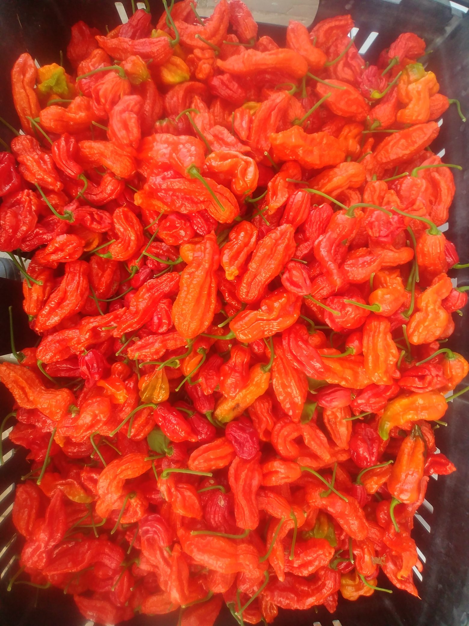 Picture of a full crate of red Bhut Jolokia Ghost Chilli Peppers.