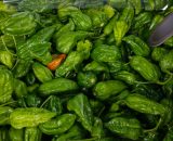Picture of Dorset Naga chillies for sale £2 each from Edible Ornamentals.