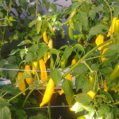 Picture of Lemon Drop chillies growing at the Chilli Ranch