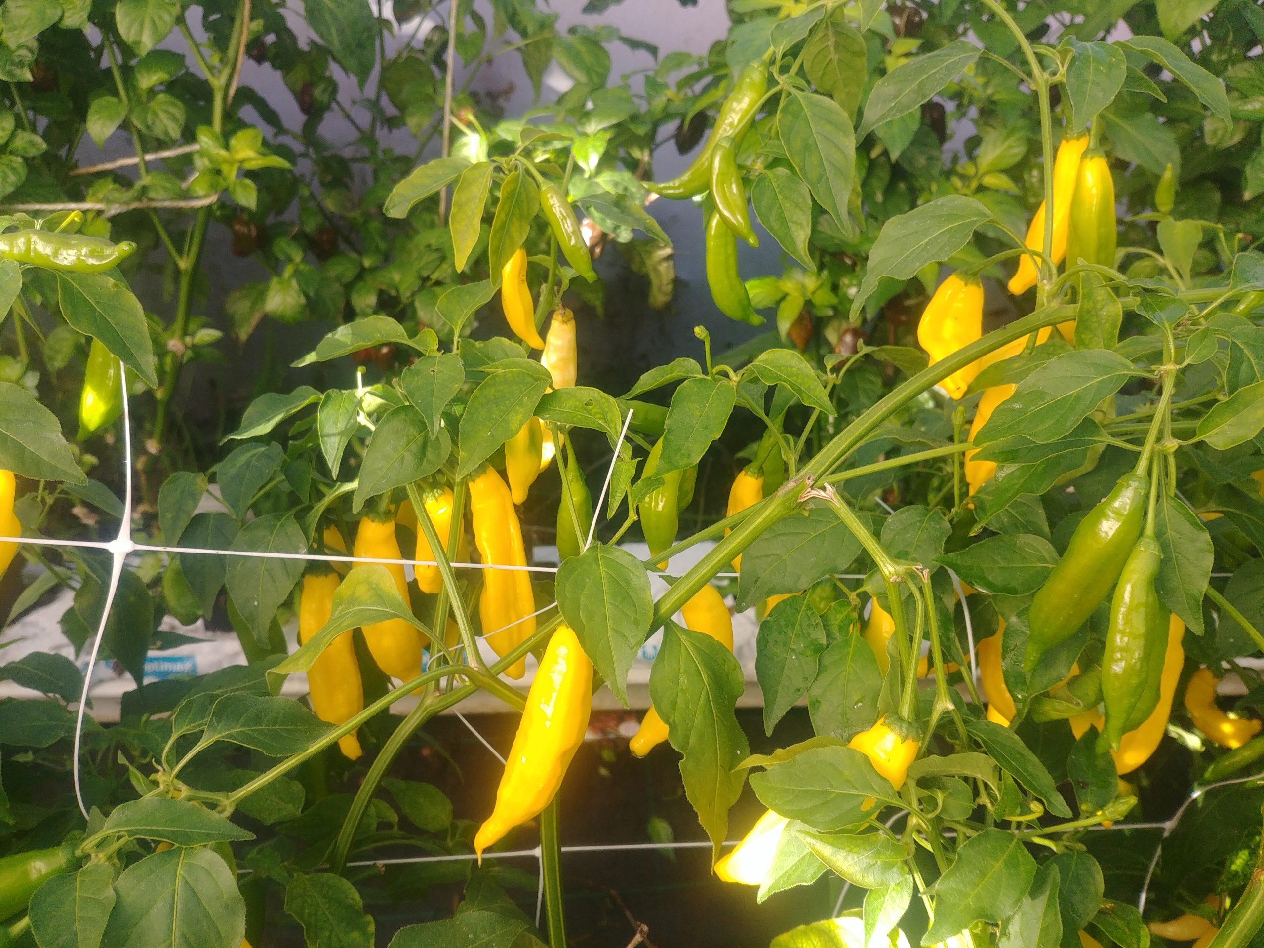 Picture of Lemon Drop chillies growing at the Chilli Ranch