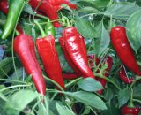 Anaheim chilli peppers growing at Edible Ornamentals.