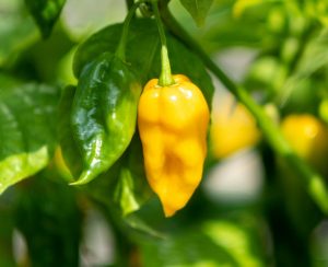 Picture of bright yellow Fatalii Chilli Pepper. Pre-order 5kg Fatalii chilli peppers