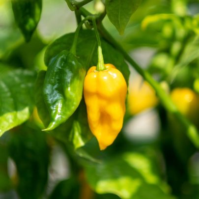 Picture of bright yellow Fatalii Chilli Pepper. Pre-order 5kg Fatalii chilli peppers