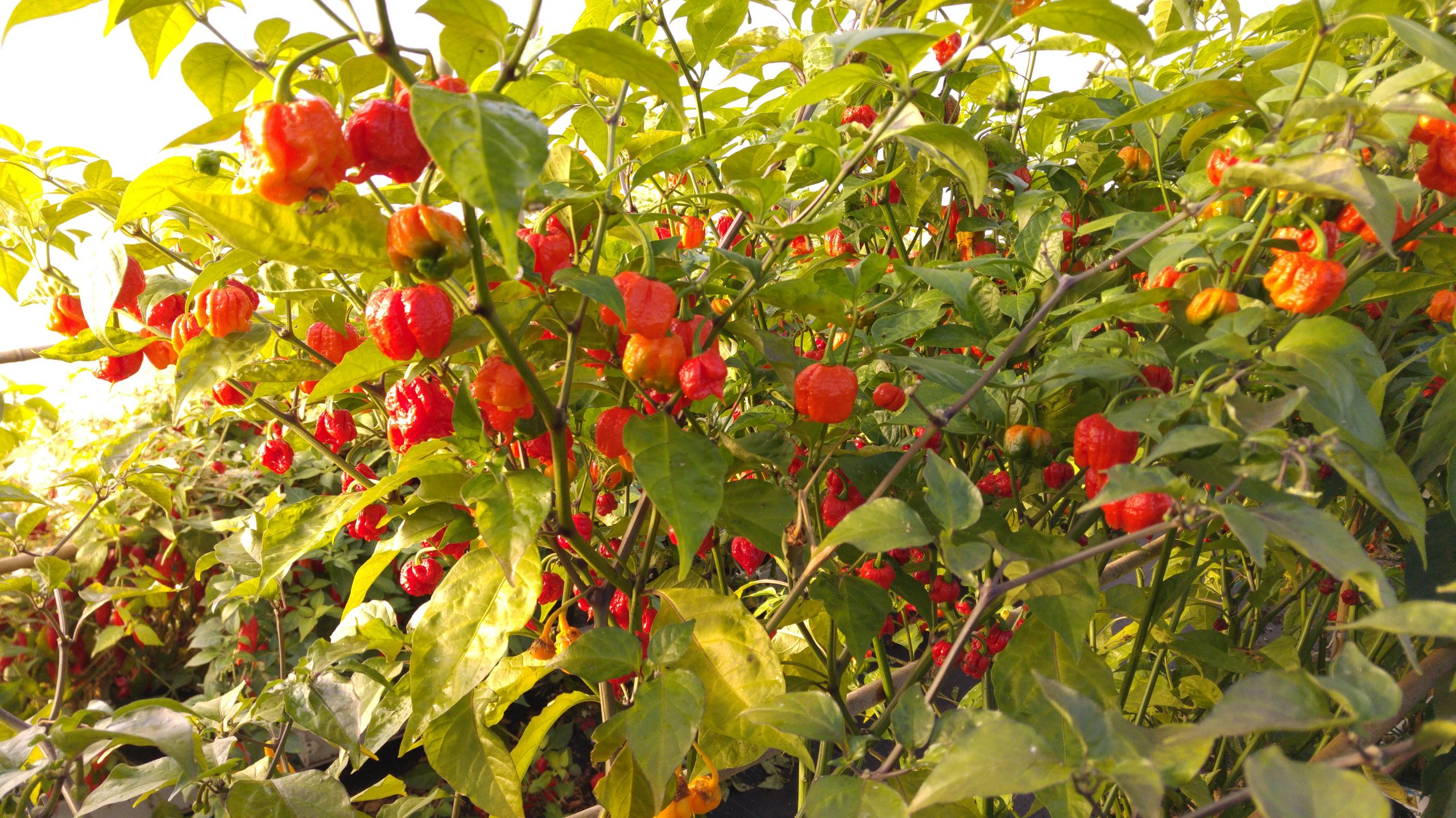 Picture of Trinidad Moruga Scorpion Chilli peppers growing here at Edible Ornamentals.