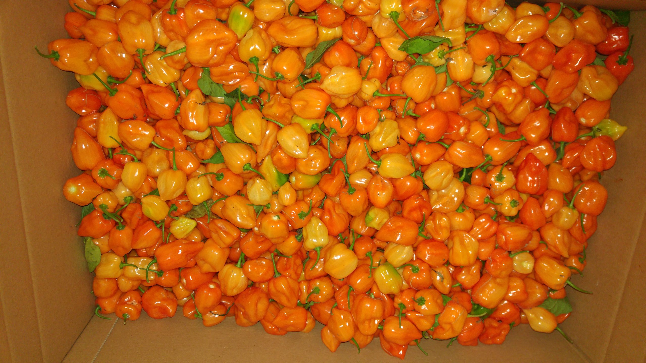 Picture of a box full of Orange Habanero Pre-order 5kg Orange Habanero chilli peppers