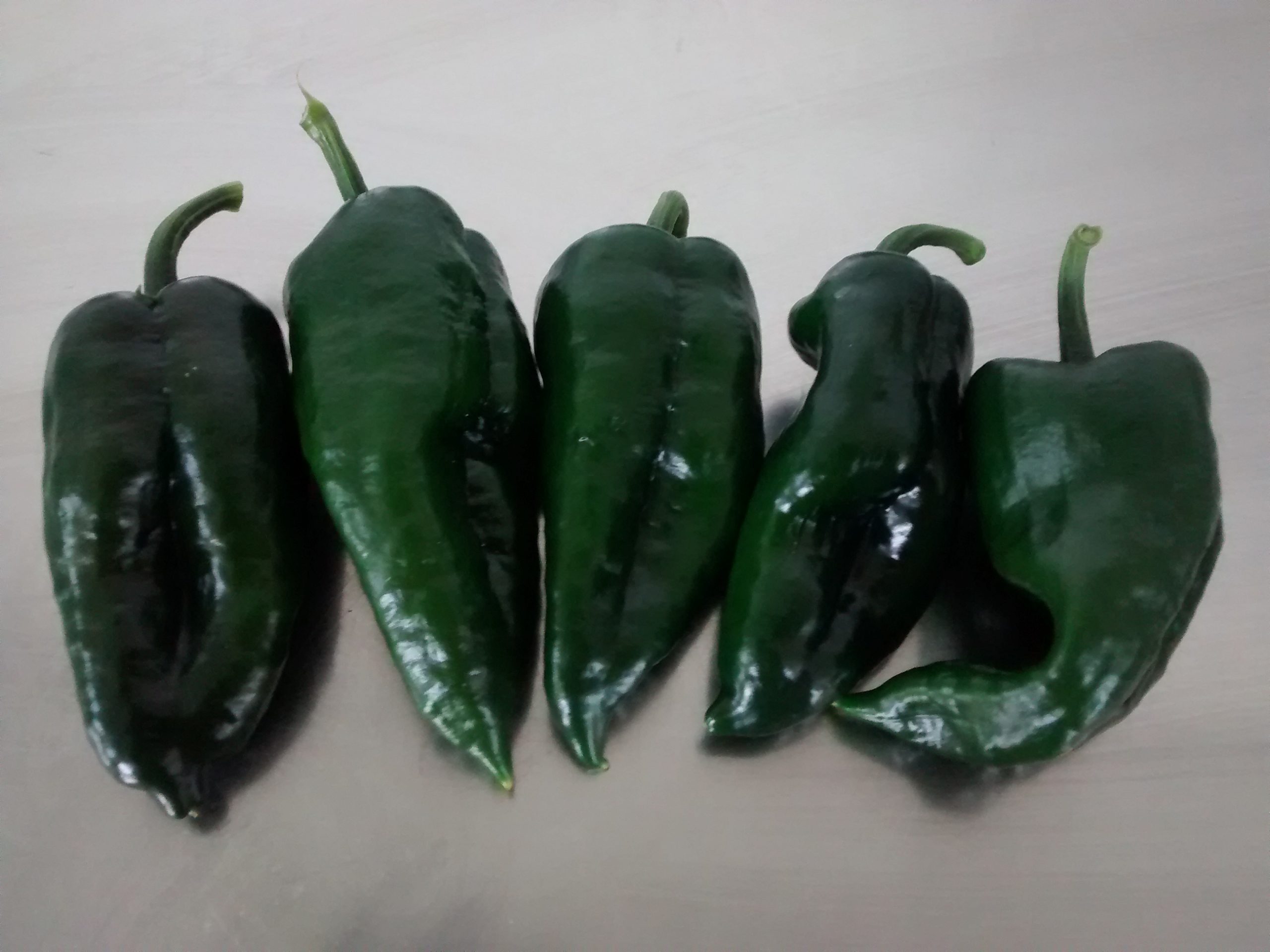 Picture of fresh Poblano chilli peppers.
