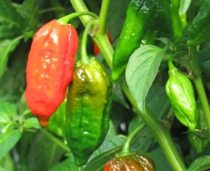 Fresh Dorset Naga