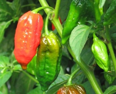 Pre-order 5kg Naga chilli peppers