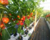 Trinidad Moruga Scorpion chillies growing in a polytunnel at the Chilli Ranch.