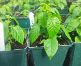 Three Chilli Plants