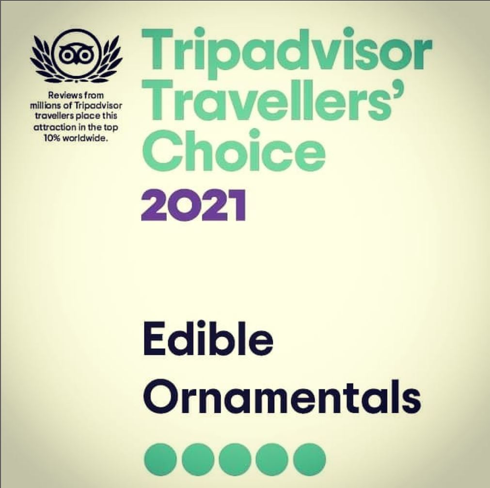 Tripadvisor Travellers’ Choice Award 2021