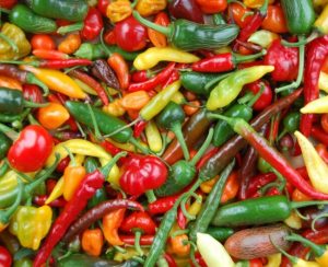 One Kilo Fresh Mixed Chillies