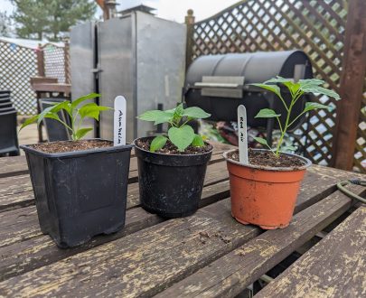 Three Chilli Plants £15