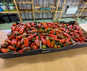 Fresh Chillies