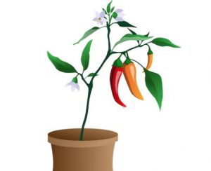 Chilli Plants