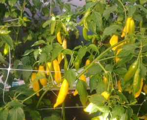 Lemon Drop Chilli Seeds
