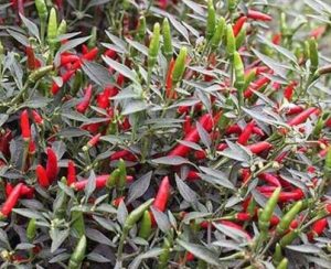 Rooster Spur