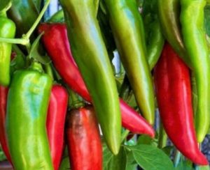 Krimzon Lee chilli SEEDS (approximately 10 seeds)