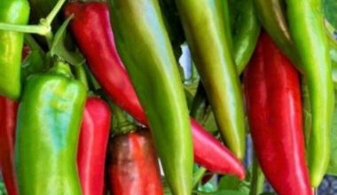 One Kilo Fresh Anaheim Chillies