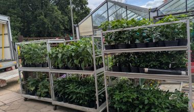 Chilli Plants for Wholesale
